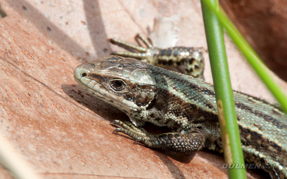 Viviparous Lizard (Zootoca vivipara)